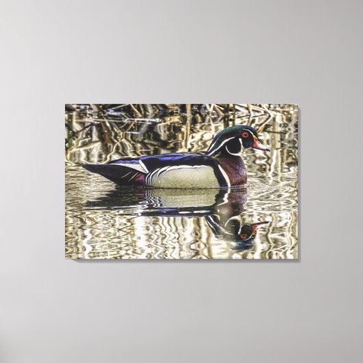 Toile Male wood duck swimming in pond canvas print (Recto)