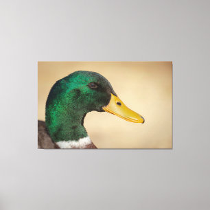 Toile Mallard Drake