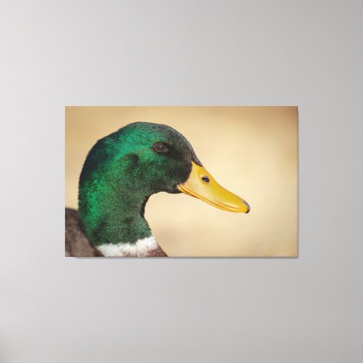 Toile Mallard Drake (Recto)