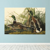 Toile Mallard Duck from Audubon's Birds of America (Insitu (Plancher de Bois))