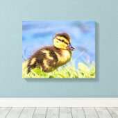 Toile Mallard Duckling (Insitu (Plancher de Bois))