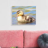 Toile Mallard Duckling (Insitu(Salon))