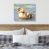 Toile Mallard Duckling (Insitu(Chambre))