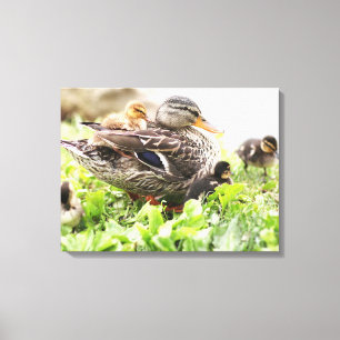 Toile Mallard Féminin Entouré De Colliers