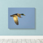 Toile Mallard Flying in Open Sky Wrapped Canvas Imprimer (Insitu (Plancher de Bois))