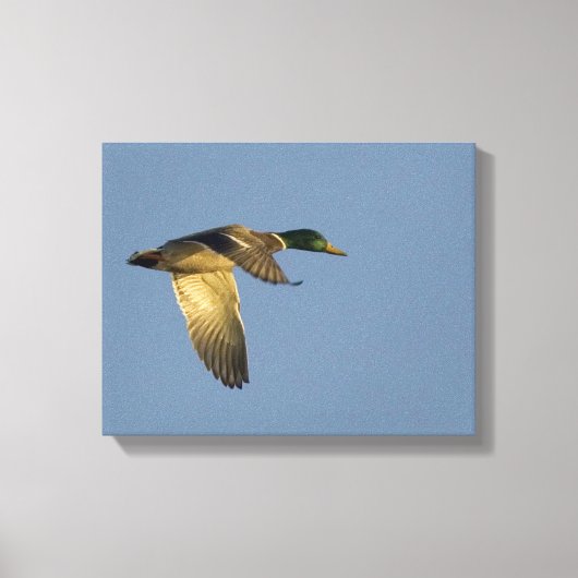 Toile Mallard Flying in Open Sky Wrapped Canvas Imprimer (Recto)