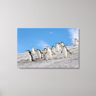 Toile Manchots à Collier Pygoscelis Antarctica