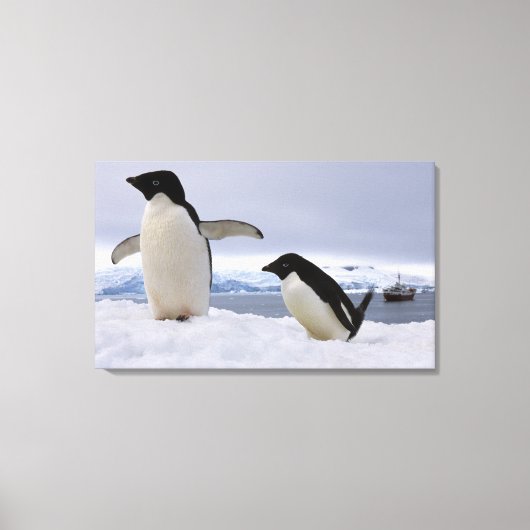 Toile Manchots Adélie Antarctique (Recto)