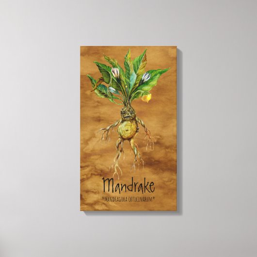 Toile Mandrake Plante magique 1 12,84'' x 21,93'' (Recto)