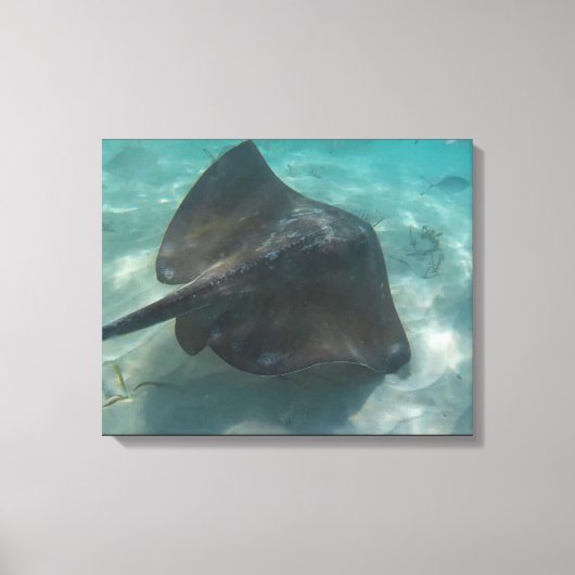 Toile MANTA RAY SUR CANVAS 20 "x 16" (Recto)