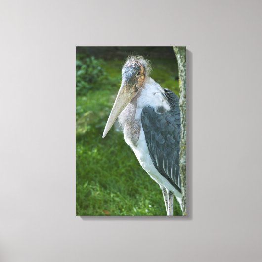 Toile Marabou (Recto)