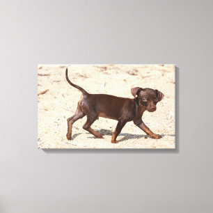Toile Marche de chiot de chiwawa
