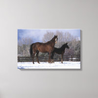 Mare et poulain arabe en neige