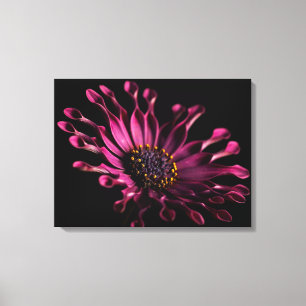 Toile Marguerite africaine violette sur Mur Arrière - pl