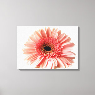 Toile Marguerite gerbera