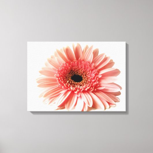 Toile Marguerite gerbera (Recto)
