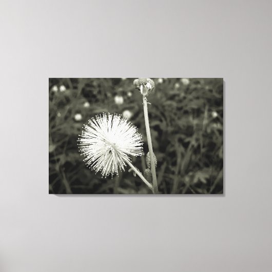 Toile Maria-fecha-a-porta - p&b (Recto)