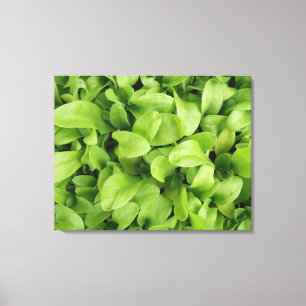 Toile Marigold Seedlings Canvas Imprimer