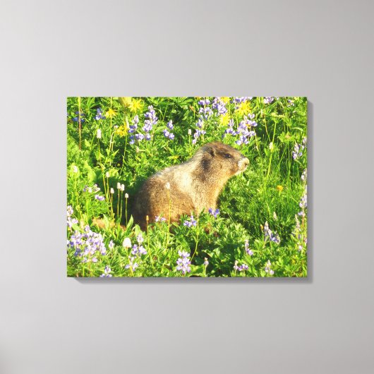 Toile Marmot dans le Mont Rainier Fleurs sauvages (Recto)