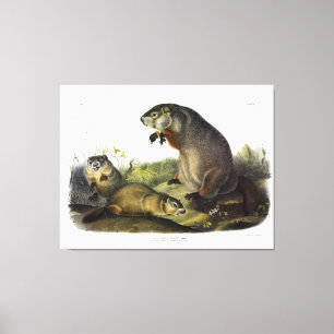 Toile Marmotte du Maryland, Woodchuck, Marmotte de fond