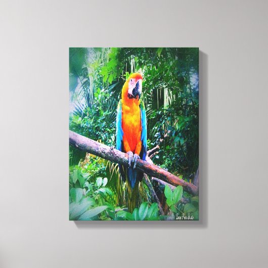 Toile Martinique Macaw (Recto)