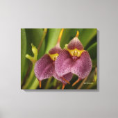 Toile Masdevallia (Recto)