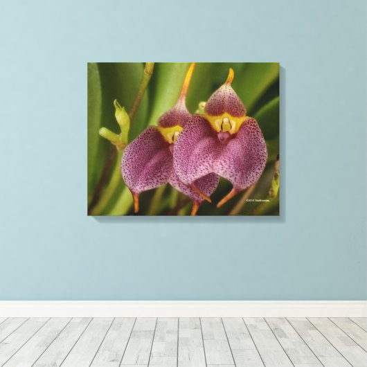 Toile Masdevallia (Insitu (Plancher de Bois))