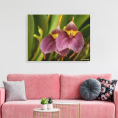 Toile Masdevallia (Insitu(Salon))