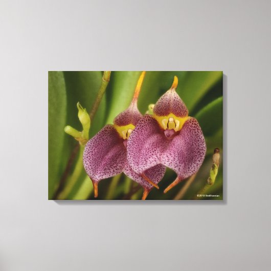 Toile Masdevallia (Recto)