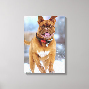 Toile Mastiff