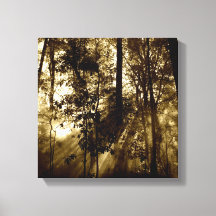 Matin en forêt