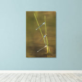 Toile Mating Damselflies (Insitu (Plancher de Bois))