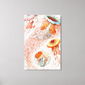 Toile Méduse, Discomedusae par Ernst Haeckel (Recto)