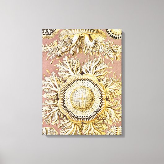 Toile Méduses, Discomedusae par Ernst Haeckel (Recto)
