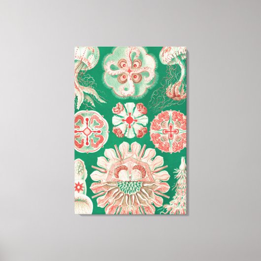 Toile Méduses, Discomedusae par Ernst Haeckel (Recto)