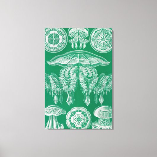 Toile Méduses, Discomedusae par Ernst Haeckel (Recto)