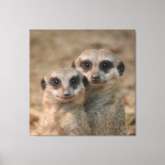 Toile Meerkat 033 (Recto)