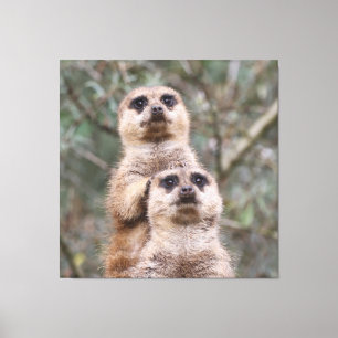 Toile Meerkat 035