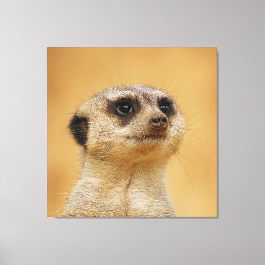 Toile Meerkat 037 (Recto)