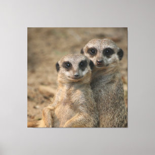 Toile Meerkat 067