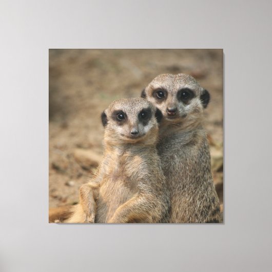 Toile Meerkat 067 (Recto)