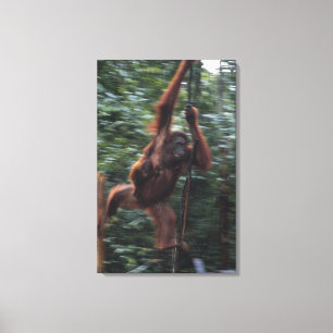 Toile Mère d'orang-outan avec le bébé 3