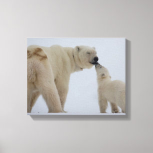 Toile Mère d'ours blanc avec CUB