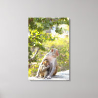 Mère et bébé Rhesus Macaque singes sur le mur