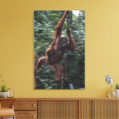 Toile Mère Orangoutan avec bébé 3 (Insitu(Salon))