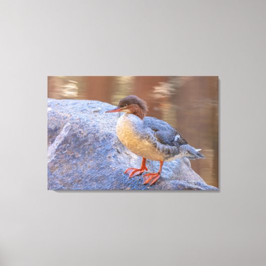 Toile Merganser (Recto)