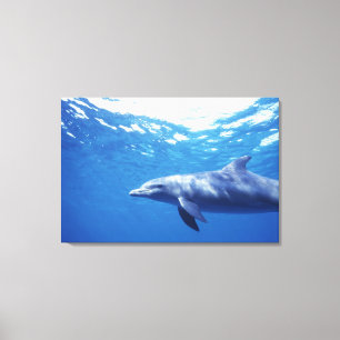 Toile Mexique, Cozumel. Grand dauphin, Tursiops 3