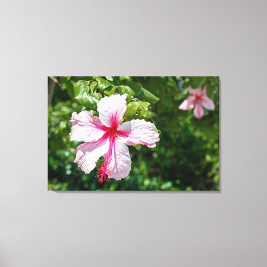 Toile Miami Hibiscus Rose Tropical Fleur Bloom (Recto)