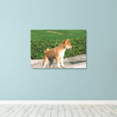 Toile Midget Shiba 2 japonais (Insitu (Plancher de Bois))