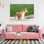 Toile Midget Shiba 2 japonais (Insitu(Salon))
